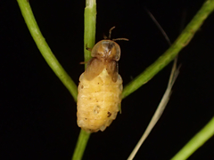 Lamprohiza mulsantii