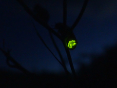 Lamprohiza mulsantii