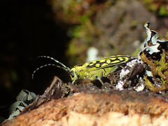 Saperda scalaris