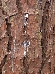 Dendroctonus terebrans