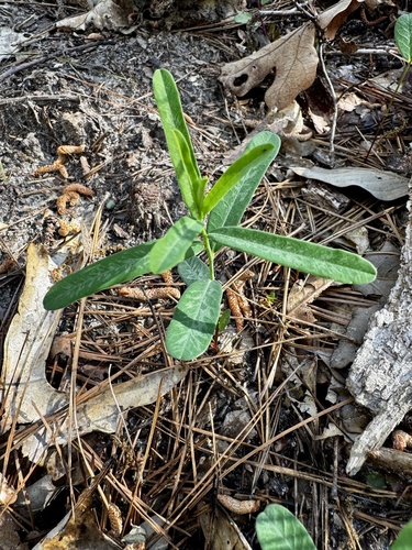 flowering spurge (Euphorbia corollata)