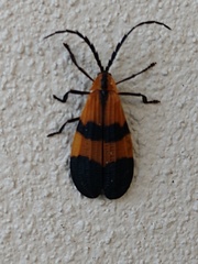 Calopteron discrepans