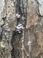 Dendroctonus terebrans
