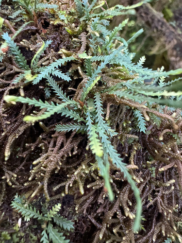 Toothed snailfern (Cochlidium serrulatum)
