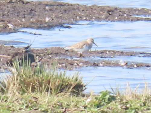 Dunlin, Zoetermeer, Nederland, photo 9 of 10