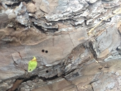 Monochamus titillator