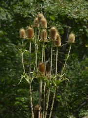 Dipsacus laciniatus