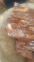 Dendroctonus terebrans