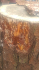 Dendroctonus terebrans