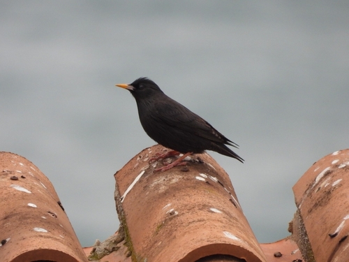 Avistamiento Estornino Negro