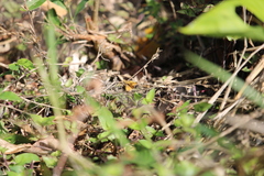 Polites vibex praeceps