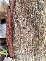 Ips