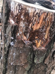 Dendroctonus terebrans
