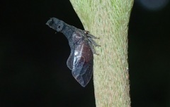Lycoderes fabricii