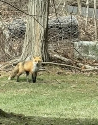 Red Fox photographed in New Jersey