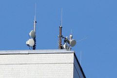 Falco peregrinus peregrinus