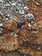 Dendroctonus terebrans