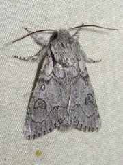 Acronicta tota