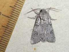 Acronicta tota