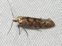 Argyresthia alternatella