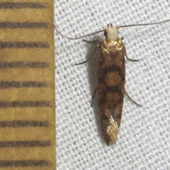 Argyresthia alternatella