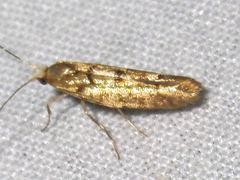 Argyresthia alternatella
