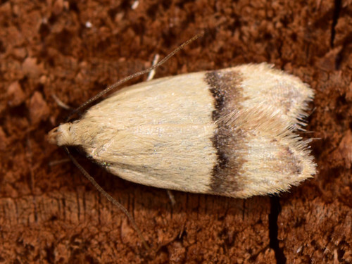 Odites kollarella (Costa, 1832)