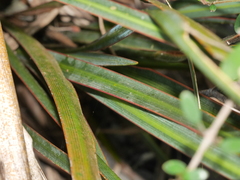 Libertia peregrinans
