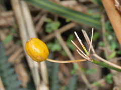 Libertia peregrinans