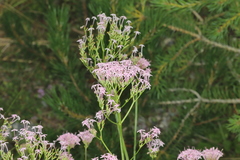 Centranthus angustifolius