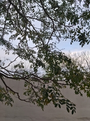 Erythrostemon mexicanus