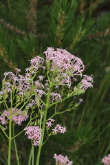 Centranthus angustifolius