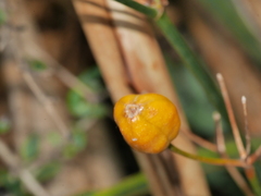 Libertia peregrinans