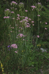 Centranthus angustifolius
