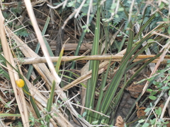 Libertia peregrinans