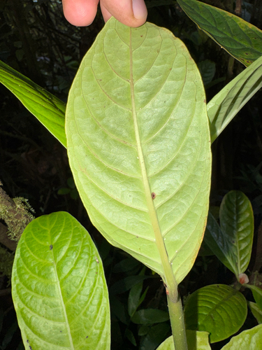 Psychotria peduncularis, photograph 1