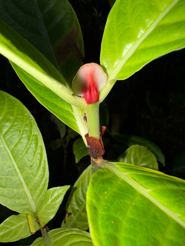 Psychotria peduncularis