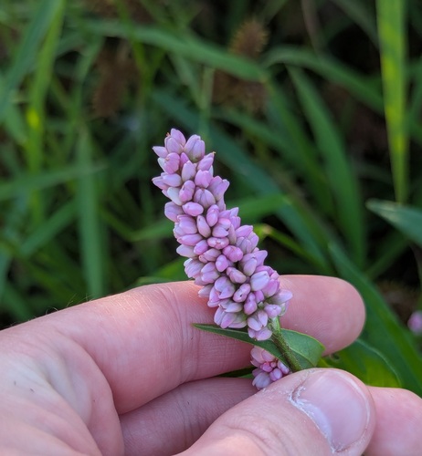 Pennsylvania Smartweed (Persicaria pensylvanica)