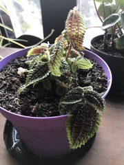 Pilea mollis
