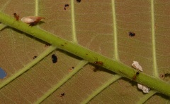 Enchenopa squamigera