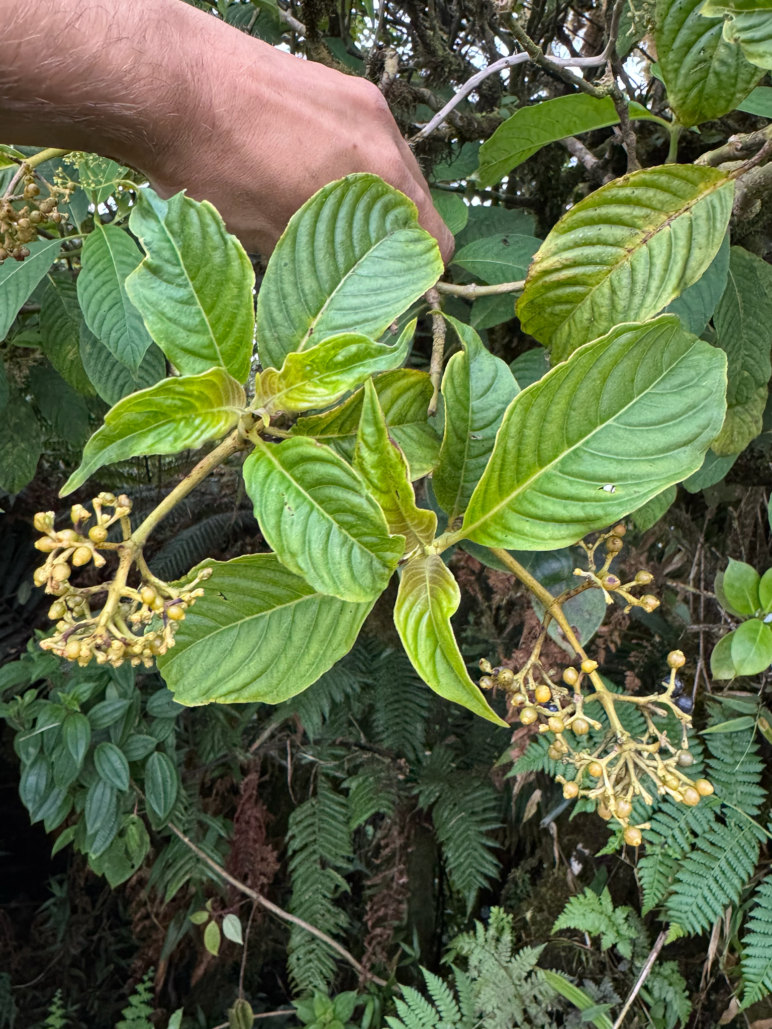Cotorra (Palicourea berteroana)