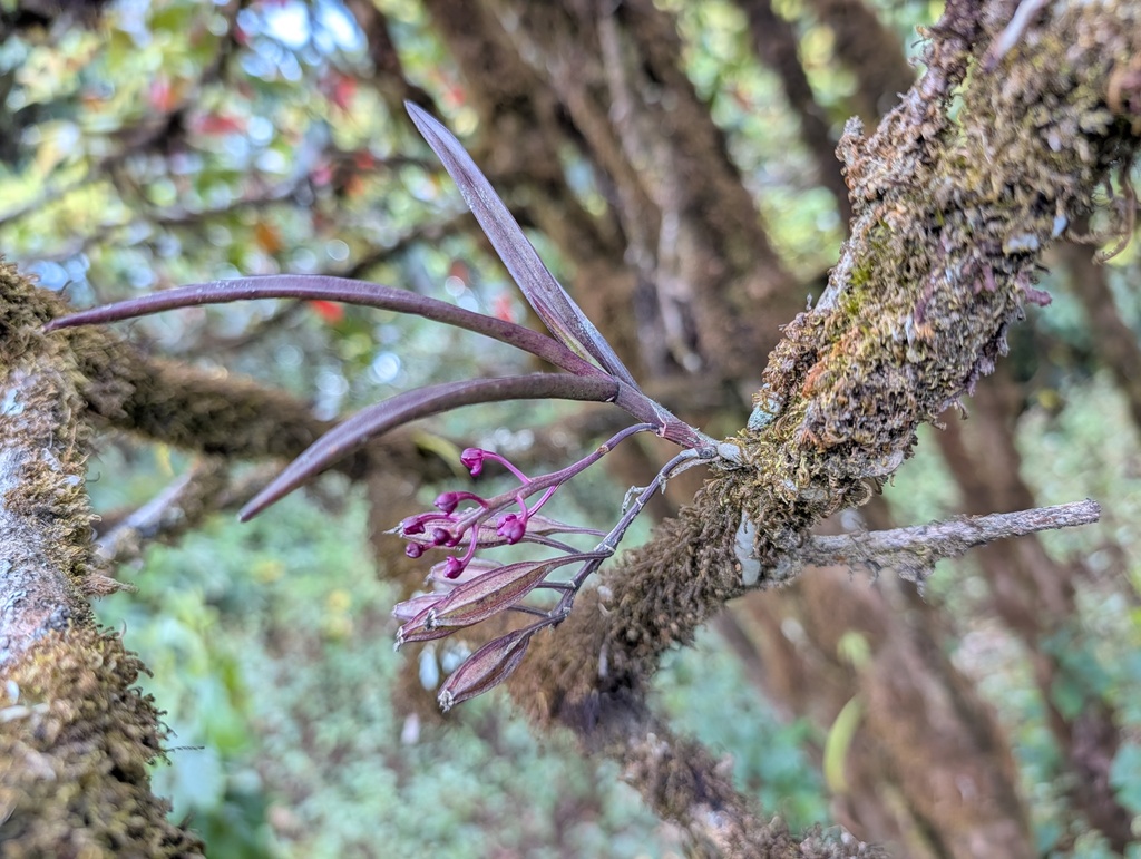 Holcoglossum semiteretifolium