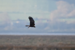 Circus aeruginosus aeruginosus