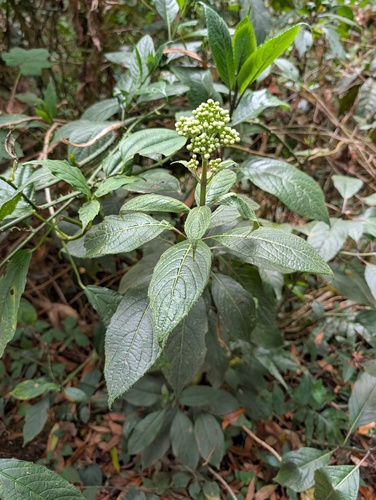 Hydrangea febrifuga, photograph 5