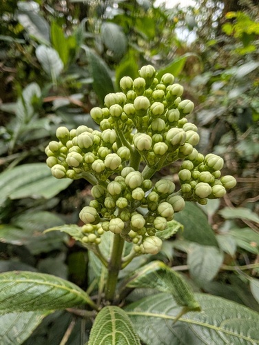 Hydrangea febrifuga, photograph 4