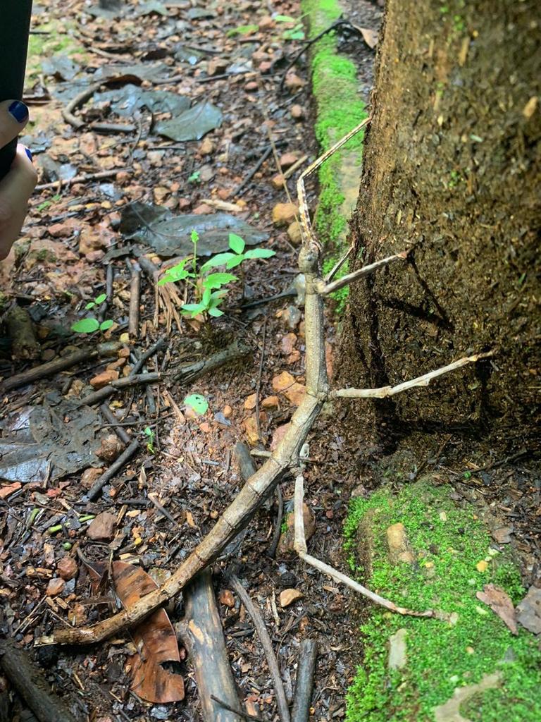 Cladomorphus tuberculatus