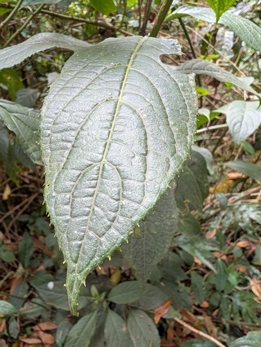 Hydrangea febrifuga, photograph 6