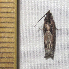 Pseudexentera hodsoni