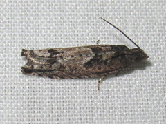 Pseudexentera hodsoni