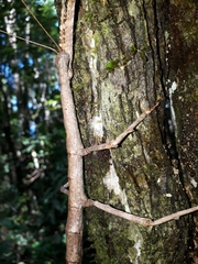 Cladomorphus trimariensis